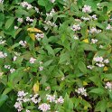 Polygonum campanulatum